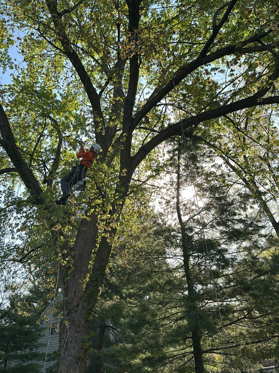 tree pruning