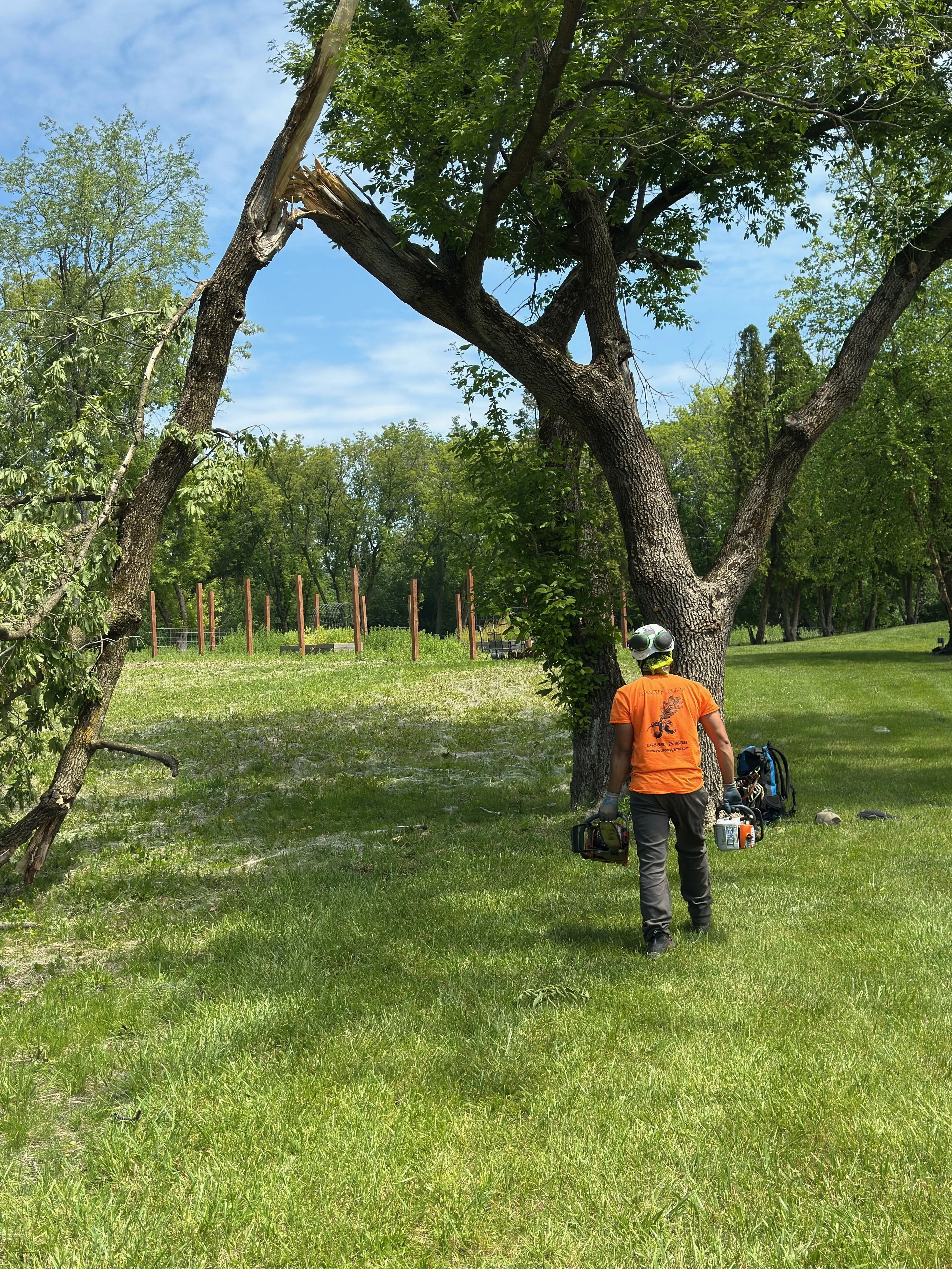 tree removal
